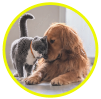 pet urine analysis system